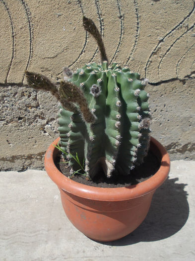 DSCN6698 - Cactusi