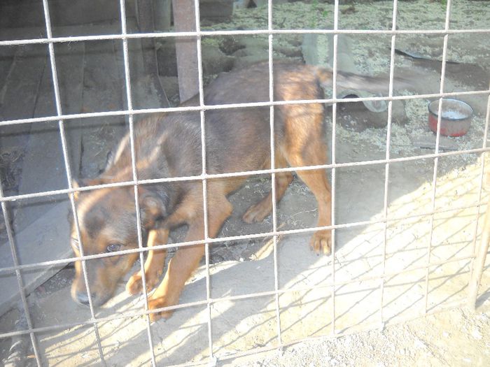 DSCN0312 - in ograda