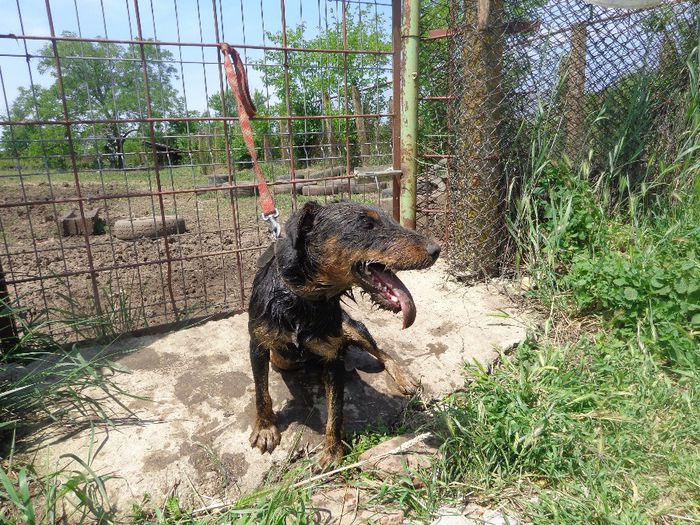 mufa irl - jagdterrier sagu arad