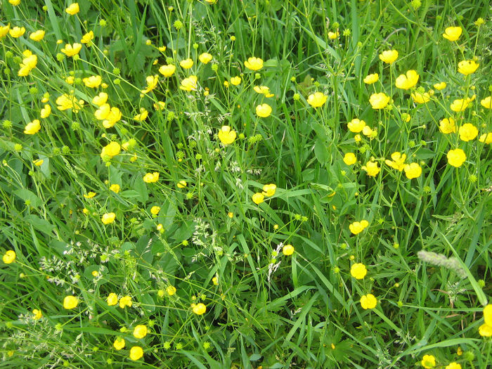 natura inflorita 007