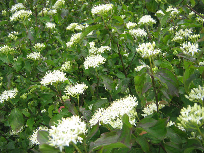 natura inflorita 008