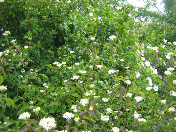 natura inflorita 009