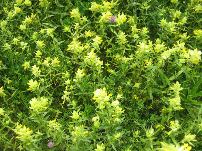 natura inflorita 020