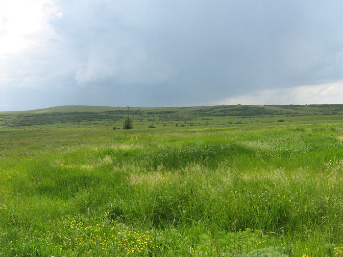natura inflorita 029