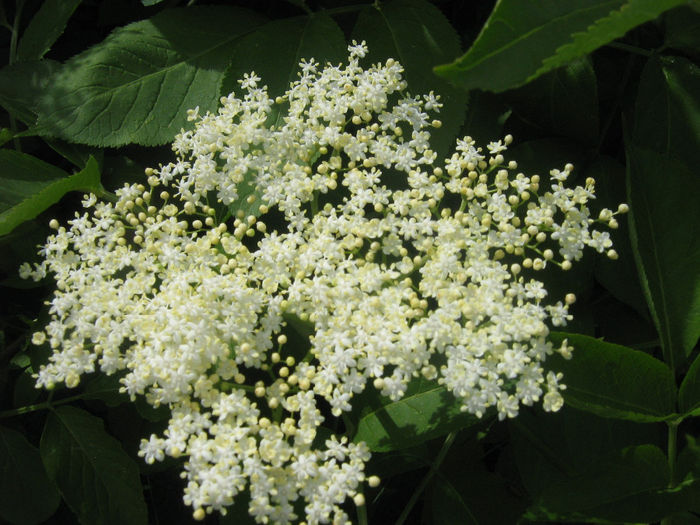 natura inflorita 033