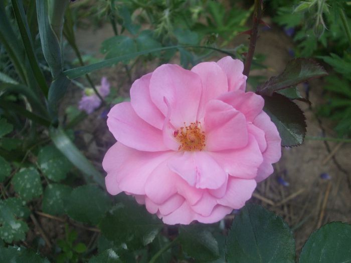 poza flori 155
