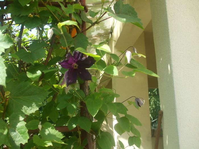 poza flori 164