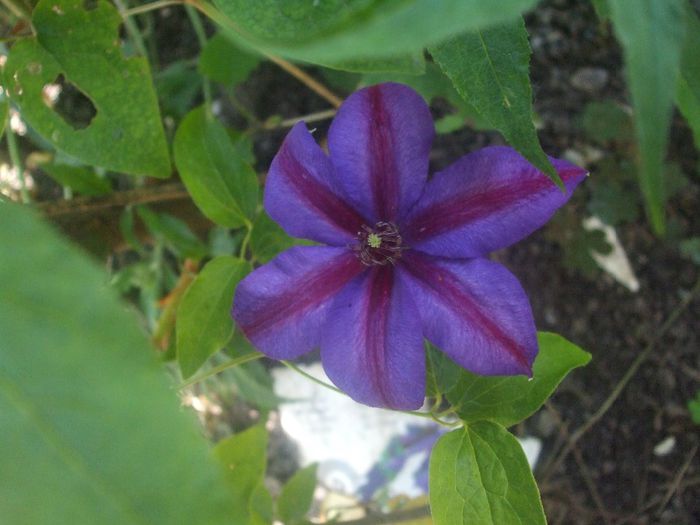 poza flori 175