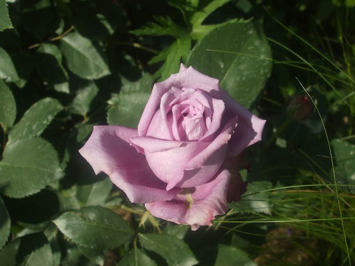 Mamie Blue