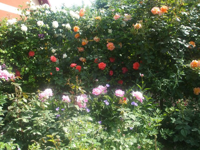 poza flori 152
