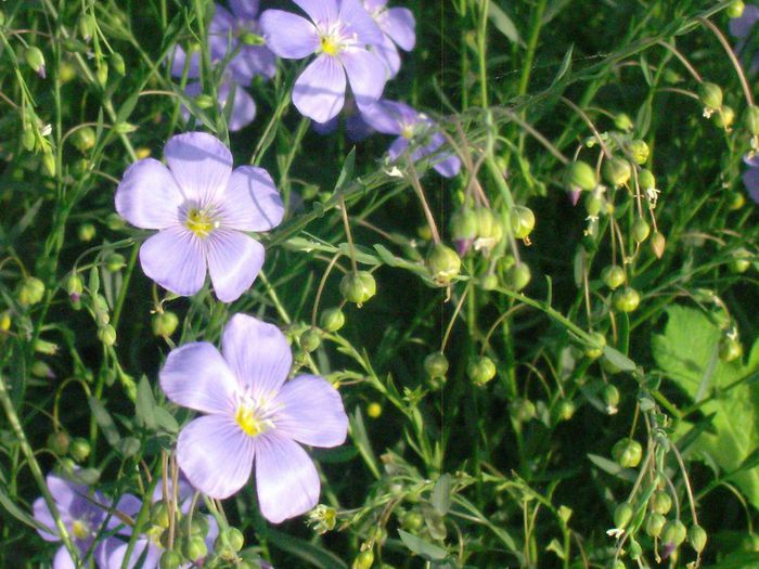 003 - martori  in timp