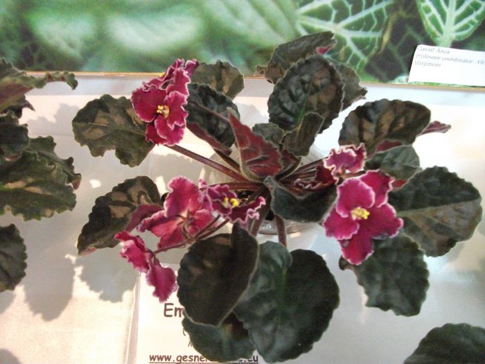 DSCF5671 - Expozitia de gesneriaceae Bucuresti_mai 2014