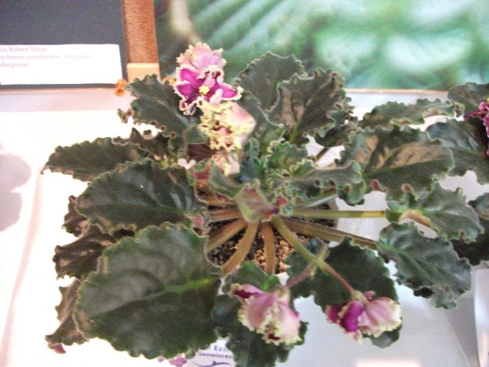 DSCF5681 - Expozitia de gesneriaceae Bucuresti_mai 2014