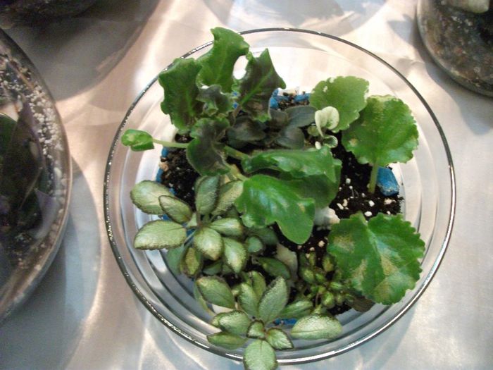 DSCF5717 - Expozitia de gesneriaceae Bucuresti_mai 2014