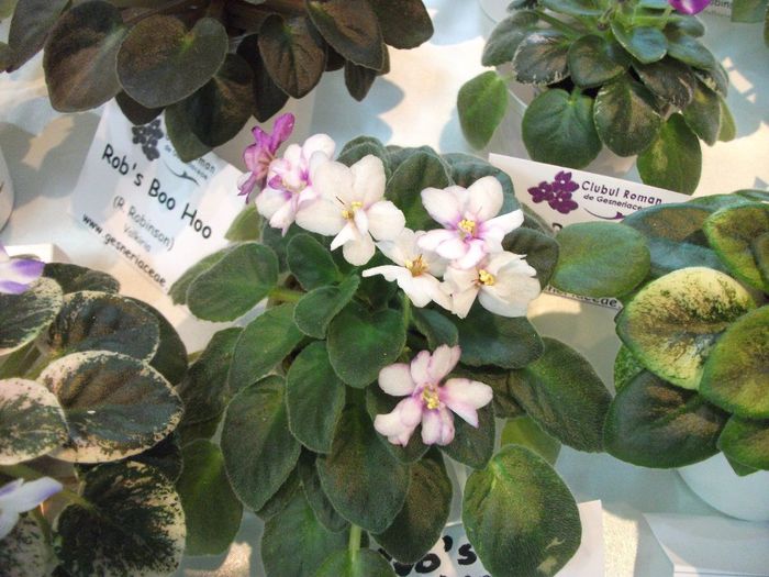 DSCF5735 - Expozitia de gesneriaceae Bucuresti_mai 2014