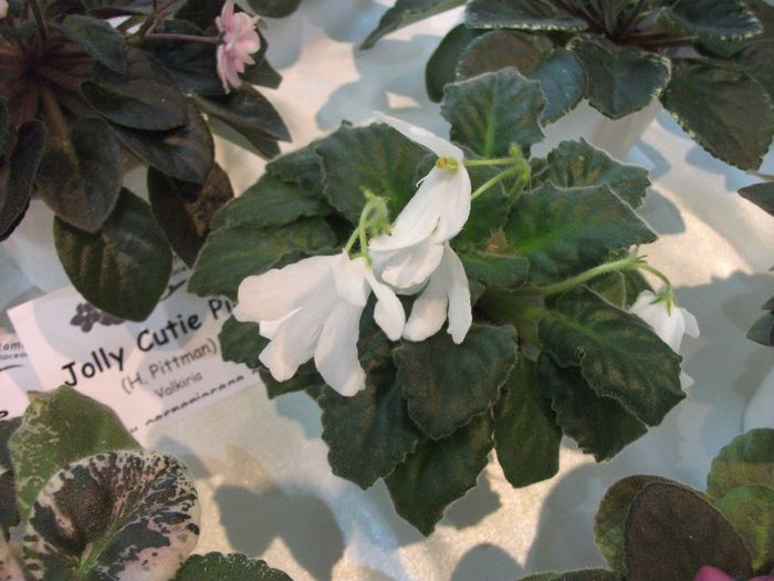 DSCF5738 - Expozitia de gesneriaceae Bucuresti_mai 2014