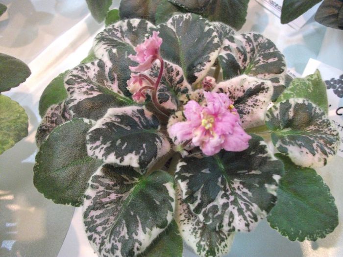 DSCF5743 - Expozitia de gesneriaceae Bucuresti_mai 2014