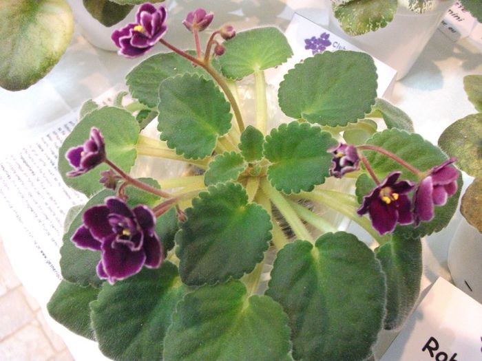 DSCF5744 - Expozitia de gesneriaceae Bucuresti_mai 2014