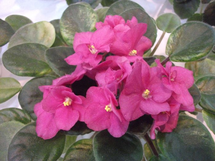DSCF5745 - Expozitia de gesneriaceae Bucuresti_mai 2014