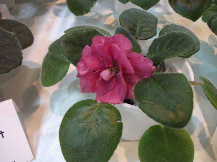 DSCF5746 - Expozitia de gesneriaceae Bucuresti_mai 2014