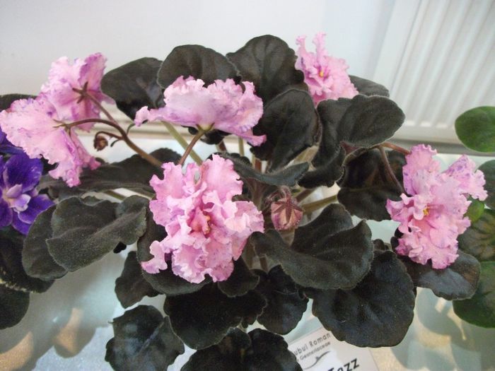 DSCF5749 - Expozitia de gesneriaceae Bucuresti_mai 2014