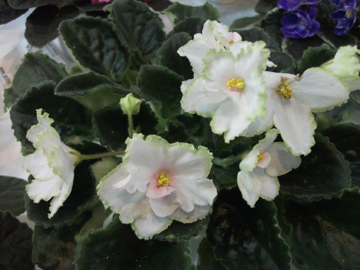 DSCF5750 - Expozitia de gesneriaceae Bucuresti_mai 2014