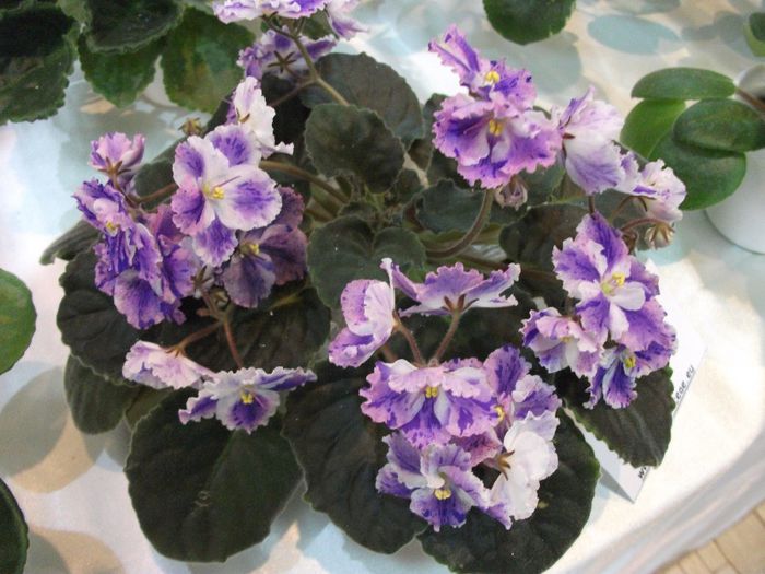 DSCF5751 - Expozitia de gesneriaceae Bucuresti_mai 2014