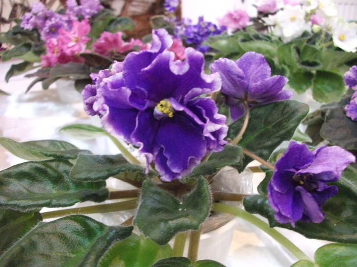 DSCF5752
