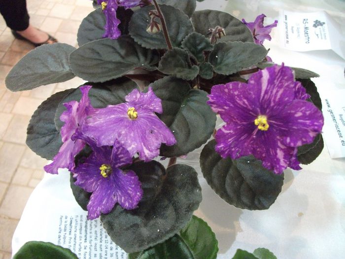 DSCF5755 - Expozitia de gesneriaceae Bucuresti_mai 2014