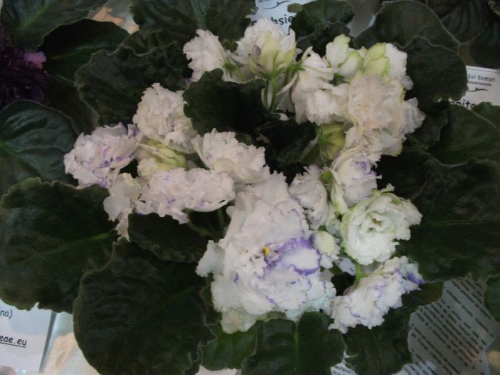 DSCF5763