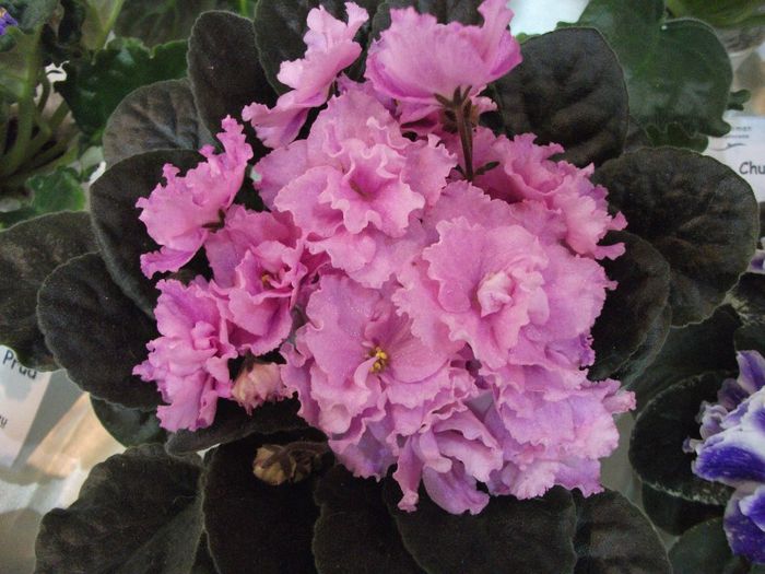DSCF5764