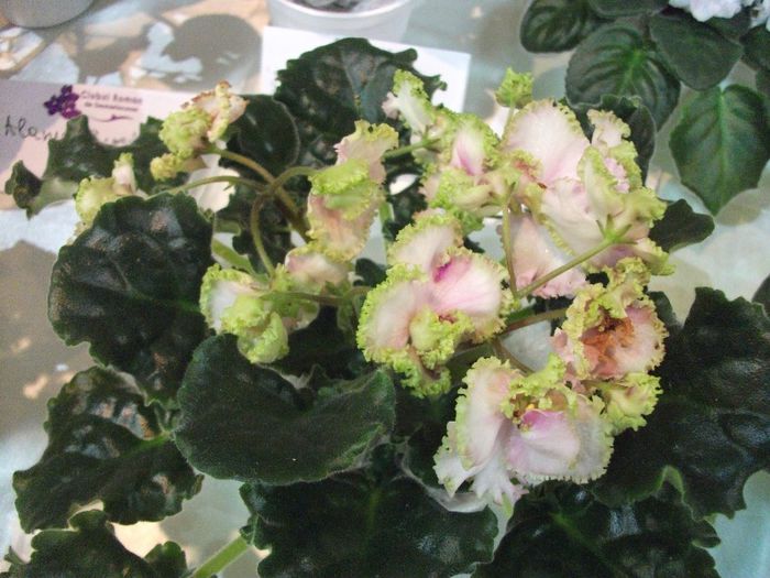 DSCF5772 - Expozitia de gesneriaceae Bucuresti_mai 2014
