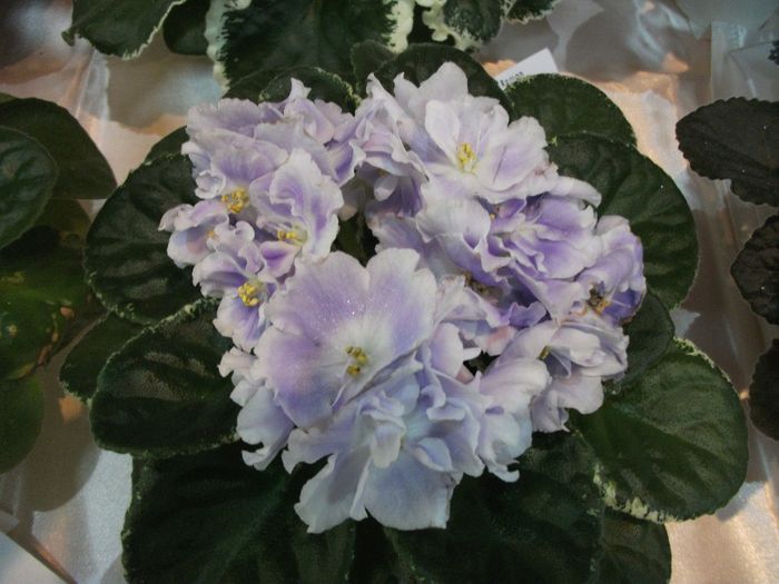 DSCF5790