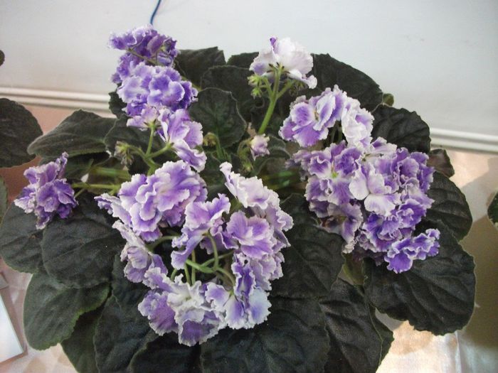 DSCF5792