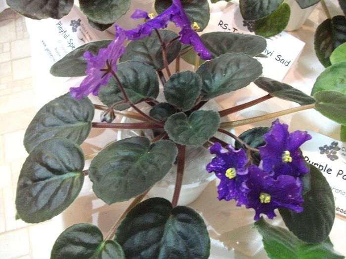DSCF5794 - Expozitia de gesneriaceae Bucuresti_mai 2014
