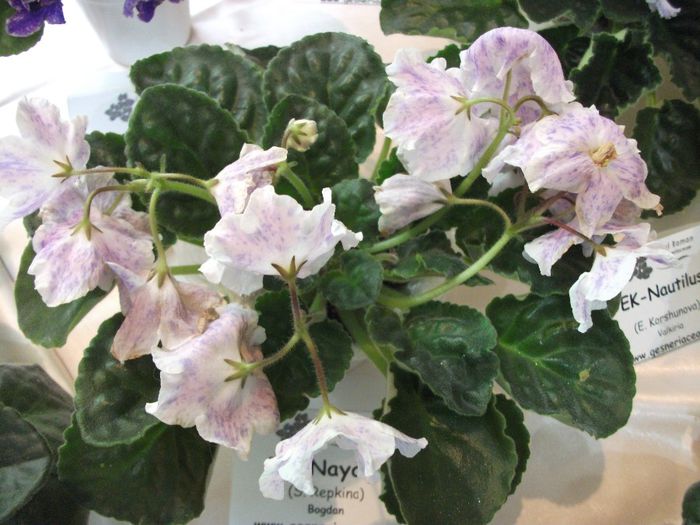 DSCF5813 - Expozitia de gesneriaceae Bucuresti_mai 2014