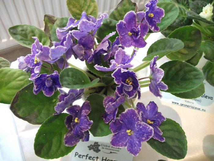 DSCF5814 - Expozitia de gesneriaceae Bucuresti_mai 2014