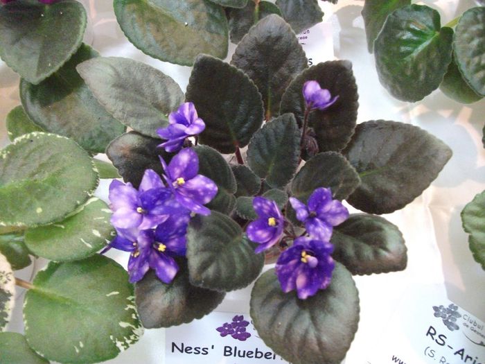 DSCF5823 - Expozitia de gesneriaceae Bucuresti_mai 2014