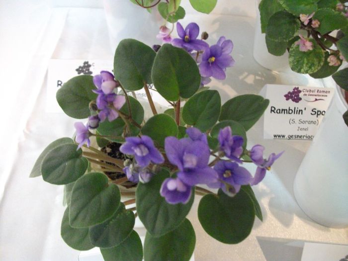 DSCF5831 - Expozitia de gesneriaceae Bucuresti_mai 2014
