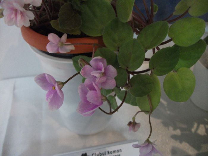 DSCF5832 - Expozitia de gesneriaceae Bucuresti_mai 2014