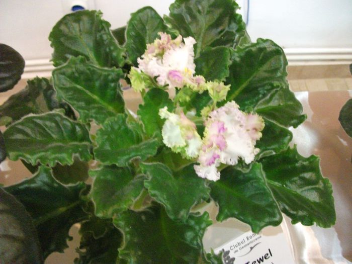 DSCF5803 - Expozitia de gesneriaceae Bucuresti_mai 2014
