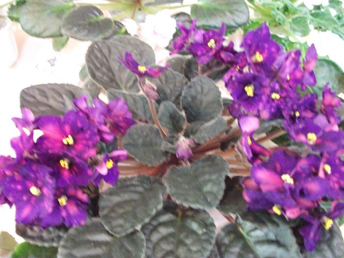 DSCF5805 - Expozitia de gesneriaceae Bucuresti_mai 2014