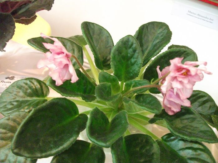 DSCF5810