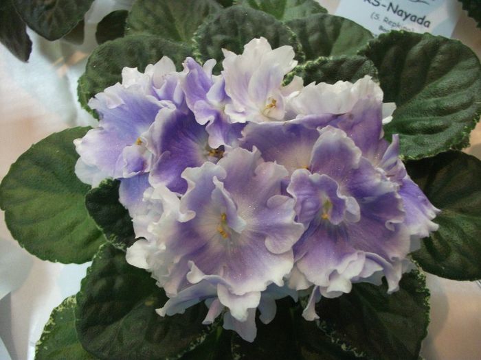 DSCF5816 - Expozitia de gesneriaceae Bucuresti_mai 2014