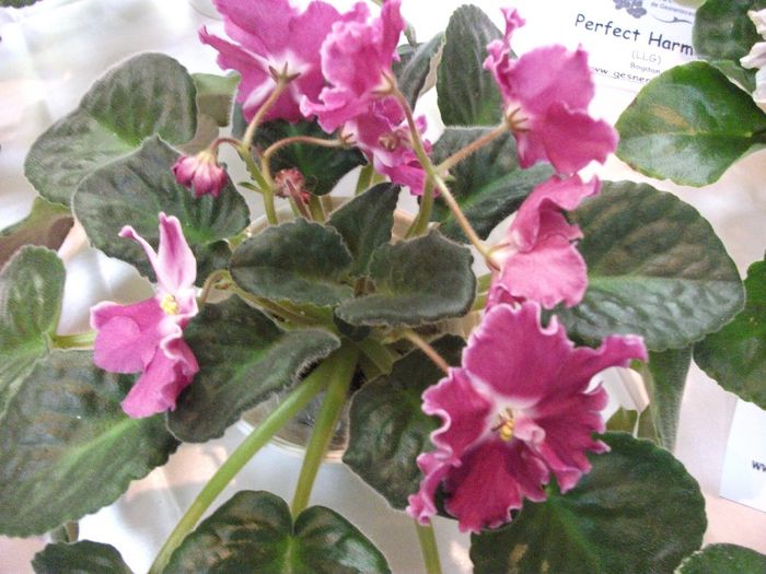 DSCF5817 - Expozitia de gesneriaceae Bucuresti_mai 2014