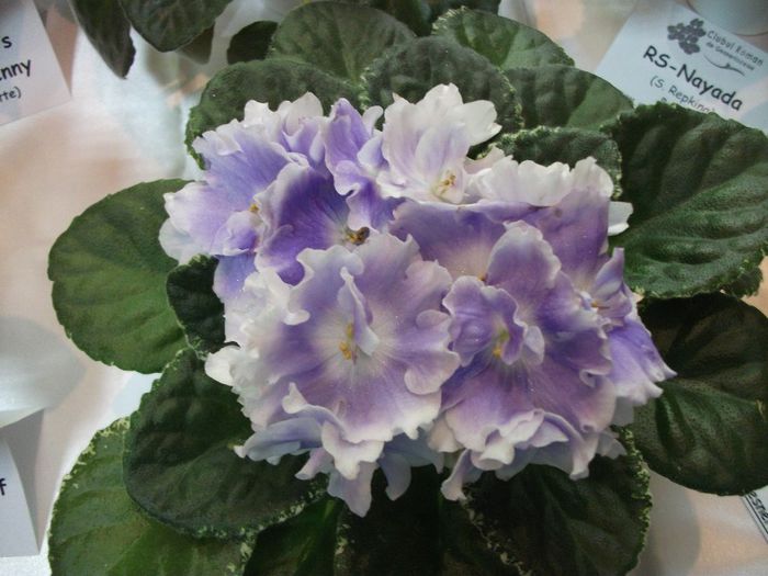 DSCF5821 - Expozitia de gesneriaceae Bucuresti_mai 2014