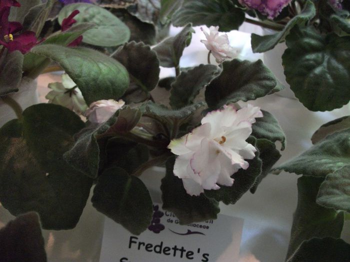 DSCF5825 - Expozitia de gesneriaceae Bucuresti_mai 2014