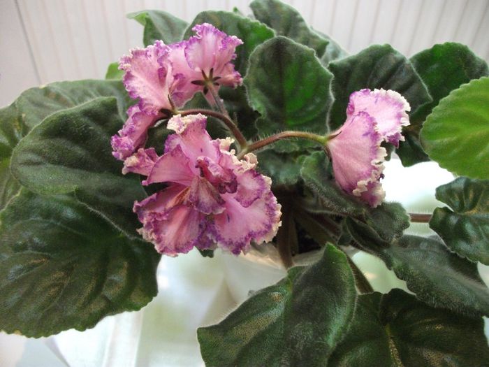 DSCF5826 - Expozitia de gesneriaceae Bucuresti_mai 2014