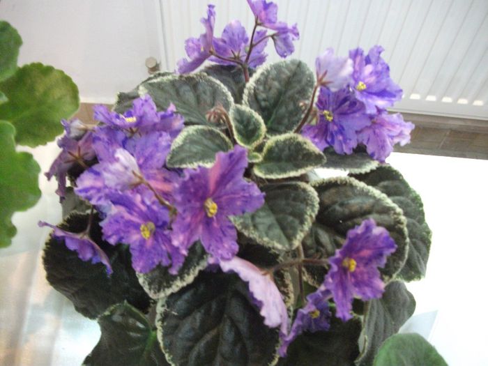 DSCF5827 - Expozitia de gesneriaceae Bucuresti_mai 2014