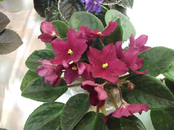 DSCF5828 - Expozitia de gesneriaceae Bucuresti_mai 2014